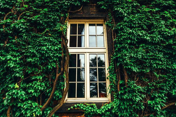 yapraklarla kaplı duvar