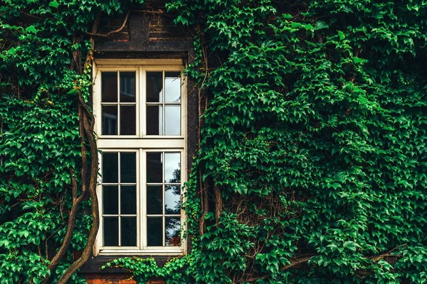 Vägg sammanflätats med blad och fönster — Stockfoto