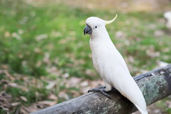 Een Witte Kaketoe Vogel Met Een Yello Veer Zijn Hoofd — Stockfoto