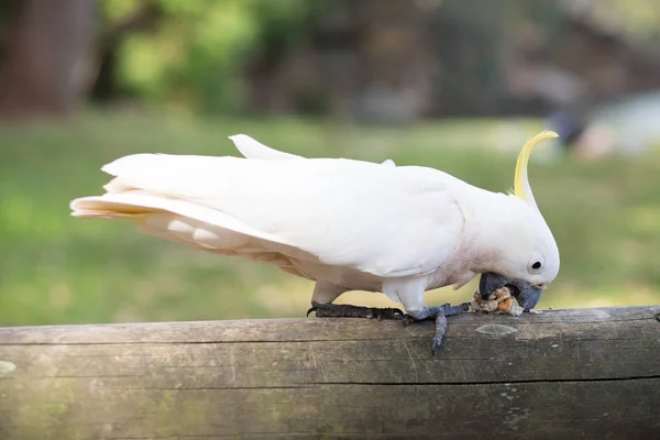 一只头上戴着大提琴羽毛的白鹦鹉正站在一根木头上 用食物塞住它的嘴 — 图库照片
