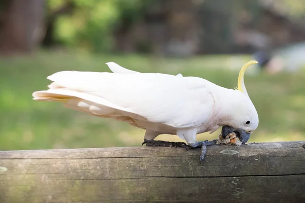 Coqs Blanc Avec Une Plume Yello Sur Tête Tient Debout — Photo