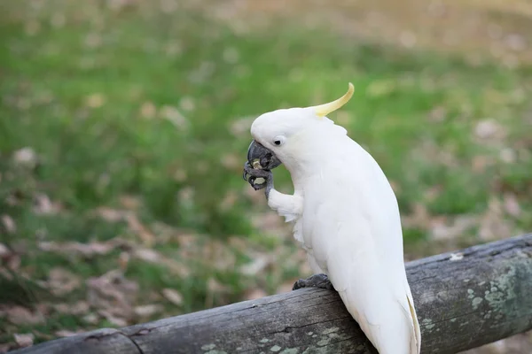 一只头上戴着大提琴羽毛的白鹦鹉正站在一根木头上 用食物塞住它的嘴 — 图库照片