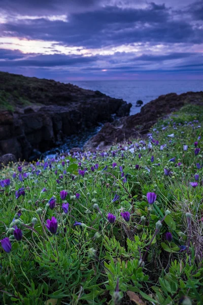 Pole Dzikich Kwiatów Wcześnie Rano Przed Oceanem — Zdjęcie stockowe