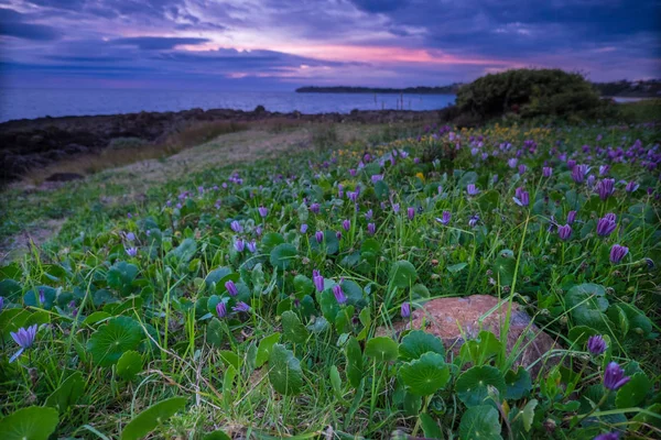 Pole Dzikich Kolorowych Kwiatów Zachmurzonym Wschodzie Słońca Przed Oceanem — Zdjęcie stockowe