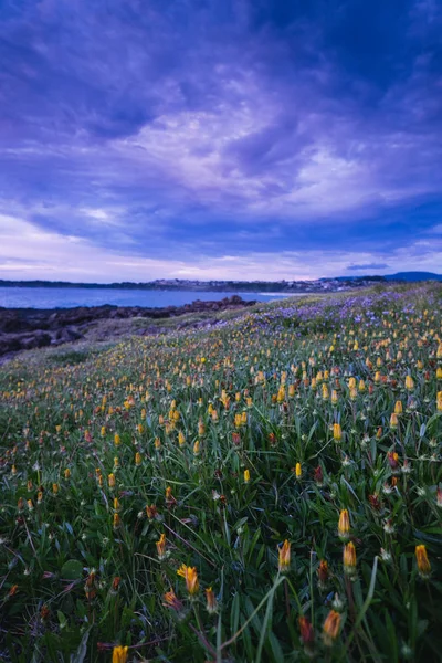 Campo Flores Selvagens Coloridas Nascer Sol Nublado Frente Oceano — Fotografia de Stock