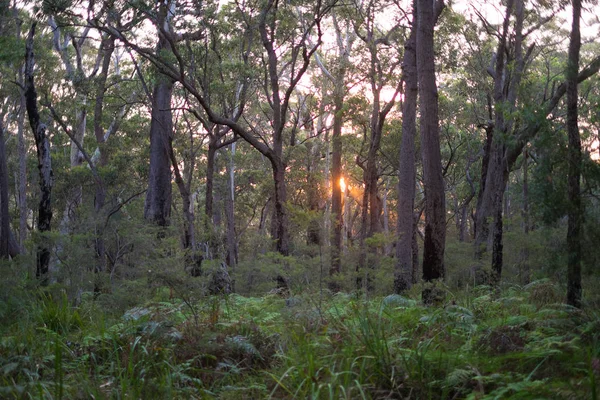 Pôr Sol Bonito Que Penetra Bosque Australiano Denso — Fotografia de Stock