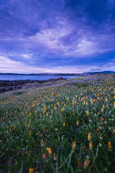 海の前の曇り空の日の出に咲く野生の色とりどりの花々 ロイヤリティフリーのストック写真