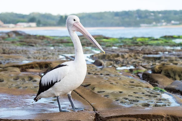 朝になるとペリカンの鳥が浜辺にぶら下がっている — ストック写真