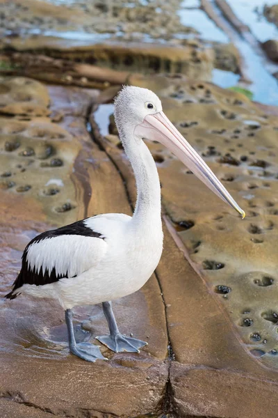 Pájaro Pelícano Está Colgando Playa Por Mañana —  Fotos de Stock