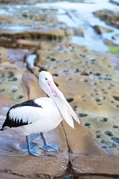 朝になるとペリカンの鳥が浜辺にぶら下がっている — ストック写真