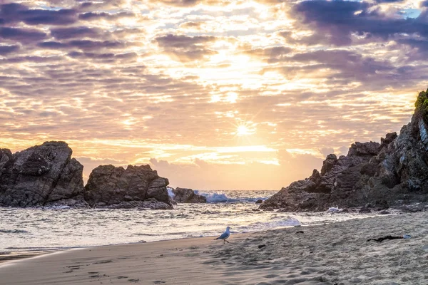 Sigilla Spiaggia Rocciosa All Alba Seagul — Foto Stock