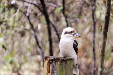 Güzel bir yalıçapkını kuşu. Kookaburras, Avustralya 'ya özgü Dacelo cinsinin karasal ağaç balıkçılarıdır..