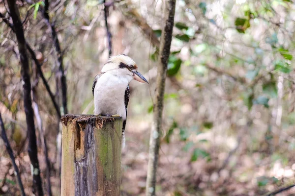 Piękny Ptak Kookaburra Kookaburras Lądowe Drzewa Królewskie Rodzaju Dacelo Pochodzi — Zdjęcie stockowe