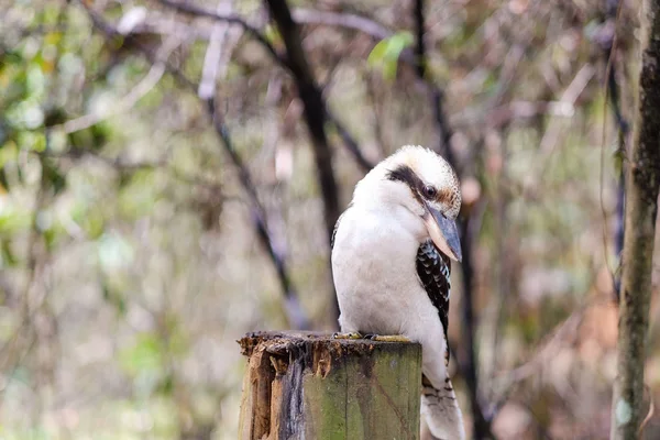 一只美丽的科克布拉鸟 Kookaburras是原产于澳大利亚的Dacelo属陆生树翠鸟 — 图库照片