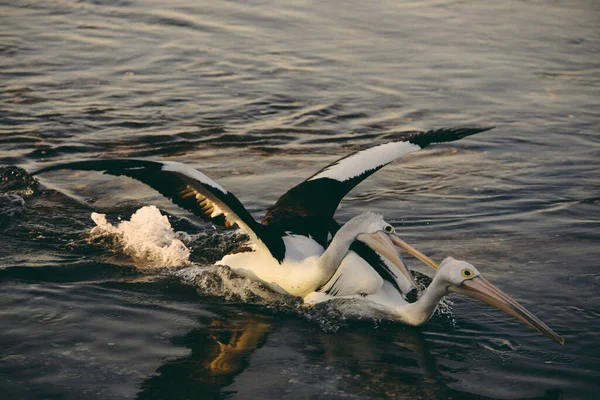 遊び心のあるペリカン鳥は翼を広げながら水の中で彼のペリカンの友人を噛んでいる — ストック写真