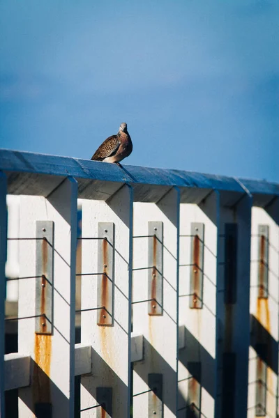 鳩が木の柵にかかっている — ストック写真