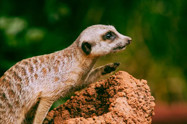 Meerkat Caught Camera Running High Speed Out His Hole — Stock Photo, Image