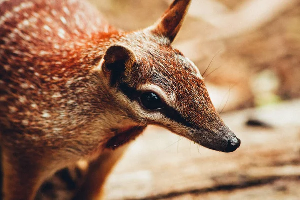 Bir Numbat 'ın vesikalığı. Numbat nesli tükenmekte olan bir Avustralya memelisidir.