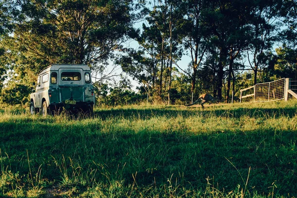 Country Side Landscape Scenery Old Antique Car Kangaroo Jumping Nearby — Stock Photo, Image