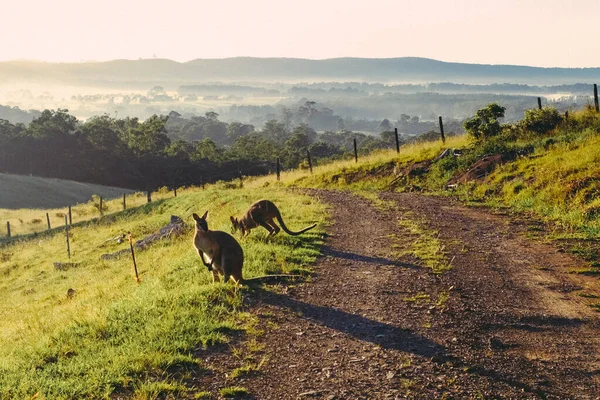 Kangaroos Foraging Food Countryside Road Shot Taken Hunter Valley New — Stock Photo, Image