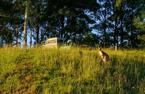 Kangaroo Caught Hanging Rural Environment Antique Car Back — Stock Photo, Image