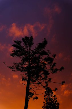 Gün batımında renkli bir gökyüzüne yerleştirilmiş bir ağacın alçak açılı görüntüsü.