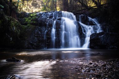 Güzel Lilydale 'in sabah erken saatlerde vurulmasıyla ilgili uzun bir açıklama. Bu şelale Tazmanya, Avustralya 'da bulunmaktadır..