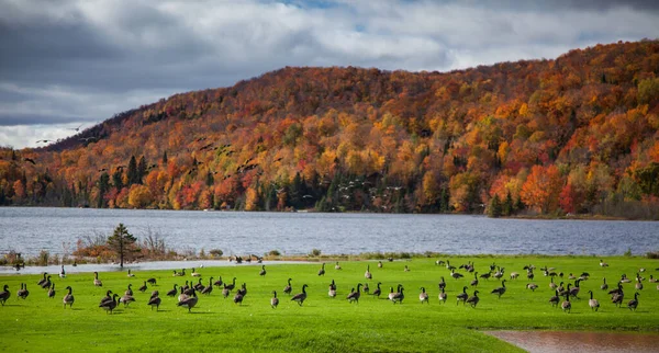 ブスタードの群れは ゴルフコースに集まり 湖の上を飛んでいます これは オレンジ 赤と黄色のトーンの色の山々と美しい秋の季節の風景です — ストック写真