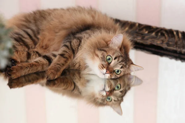 Aynada yansıması ile güzel kedi — Stok fotoğraf