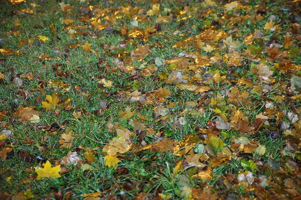 Unusual rainy autumn background with maple leaves — Stock Photo, Image