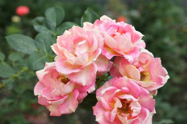 Bahçe çok güzel çiçekli güller