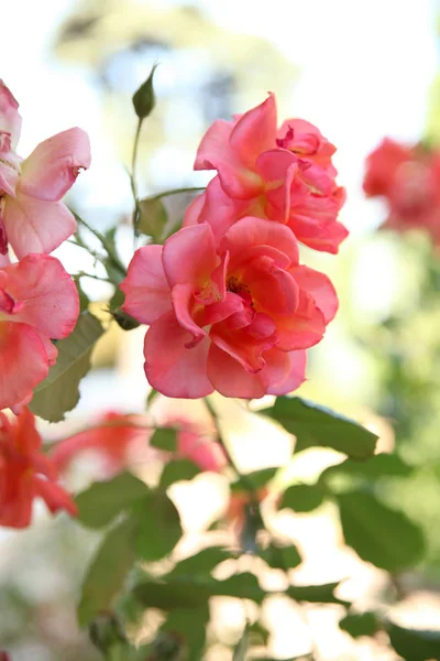 Rose in fiore in giardino — Foto Stock