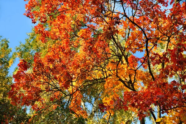 Renkli sonbahar arka plan gökyüzü ve ağaçlar