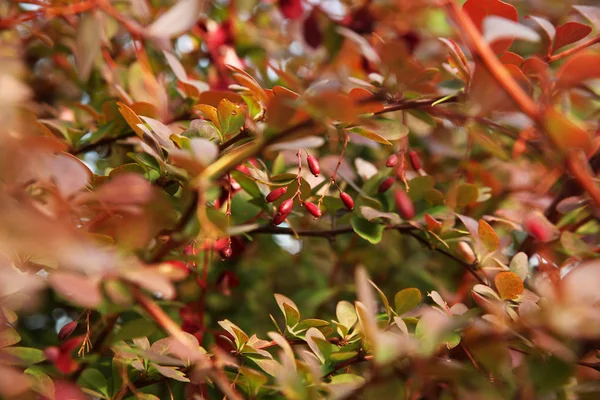 Barberry Bush with berries — Stock Photo, Image