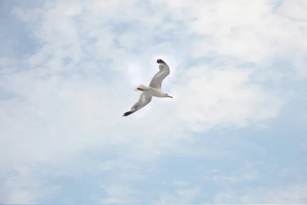 Чайка летит на фоне неба с облаками — стоковое фото