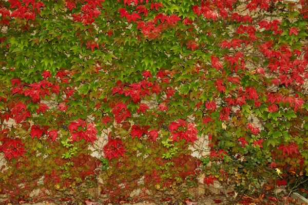 Natural Background Wall Climbing Plants — Stock Photo, Image