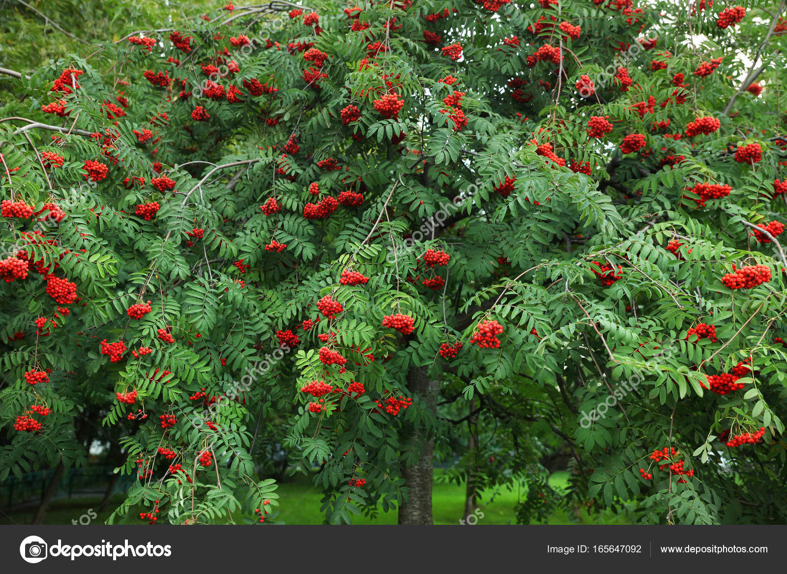 rowan berries edible tree wild food scotia nova rob depositphotos