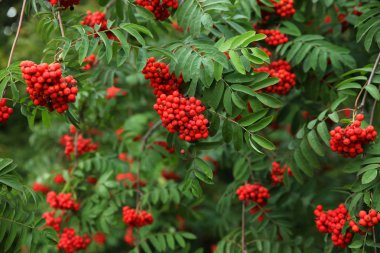 Sonbahar yaprakları ile Rowan ağacı