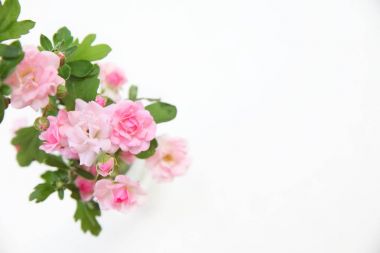 Beyaz arka planda bir buket gül.