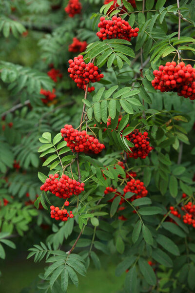 Red mountain ash close up