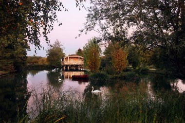 Sonbahar manzara, kuğular ile sessiz bir yer