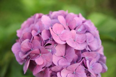 Ortanca mor çiçekler yakın çekim