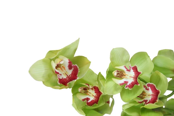 Floración de orquídeas de color verde claro en una rama tallada en un respaldo blanco —  Fotos de Stock