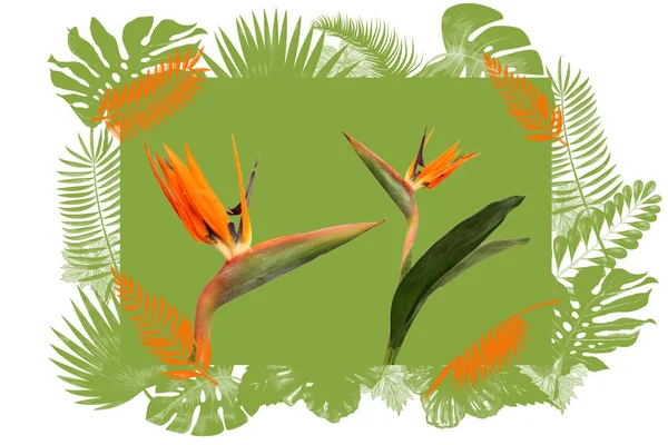 Disegno tropicale con due fiori di Strelitzia, un uccello di Parad — Foto Stock