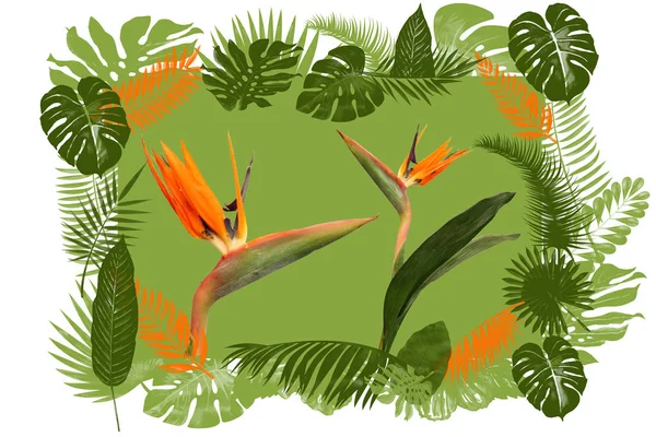 Tropical pattern of green leaves with two flowers of Strelitzia, — 스톡 사진