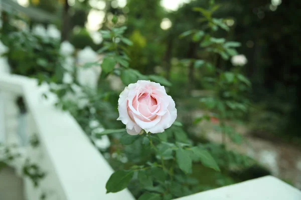 Grande rose délicate sur fond de jardin flou a — Photo