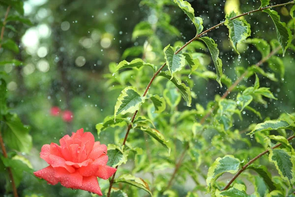 Letni deszcz w ogrodzie, krople deszczu na pięknej roślin i ro — Zdjęcie stockowe