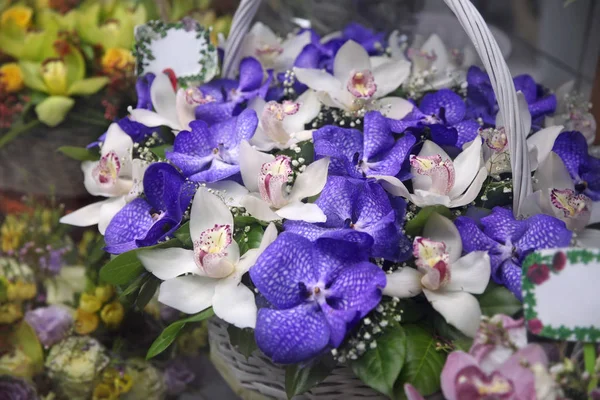 Orquídeas brancas e azuis em uma enorme cesta de flores — Fotografia de Stock