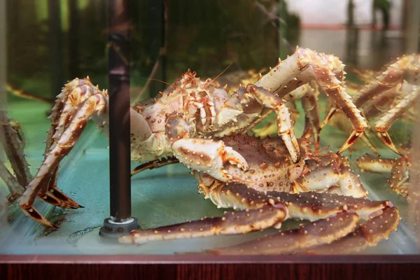 レストランの水族館で2匹の生きたカムチャッカカニ — ストック写真