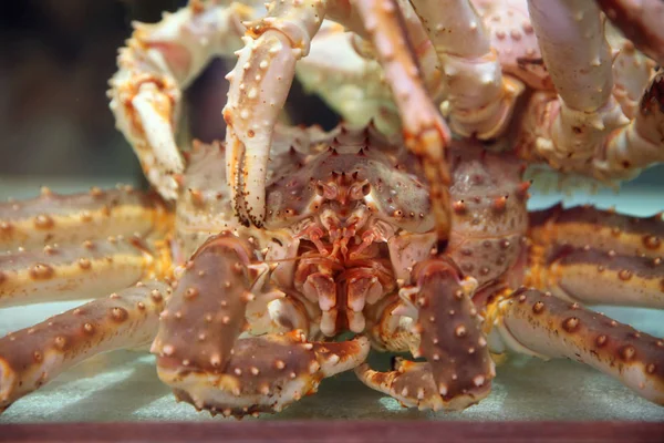 Two live Kamchatka crabs in the restaurant's aquarium, close-up — Stock Photo, Image